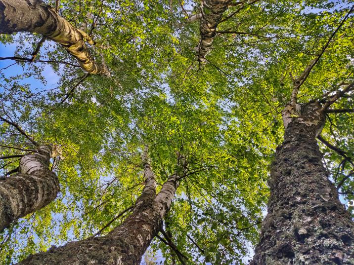 Brzozy z żabiej perspektywy