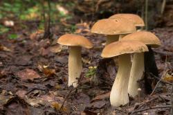 Borowik szlachetny, fot. T.Przybył