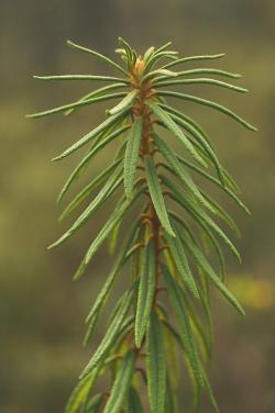 Bagno zwyczajne, fot. T.Przybył