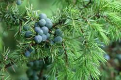 Jałowiec pospolity, fot. T.Przybył