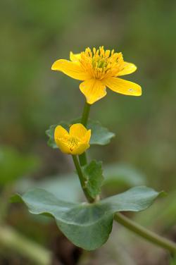 Knieć błotna, fot. T.Przybył