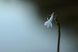 Lobelia, fot. T.Przybył