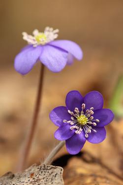 Przylaszczka pospolita, fot. T.Przybył