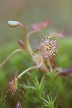 Rosiczka okrągłolistna, fot. T.Przybył