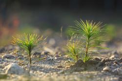 Siewka sosny, fot. T.Przybył