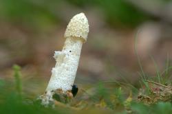 Sromotnik bezwstydny, fot. T.Przybył