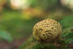 Tęgoskór pospolity, fot. T.Przybył