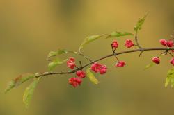 Trzmielina pospolita, fot. T.Przybył