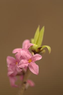 Wawrzynek wilczełyko, fot. T.Przybył
