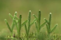 Widłak goździsty, fot. T.Przybył