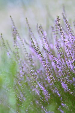 Wrzos pospolity, fot. T.Przybył