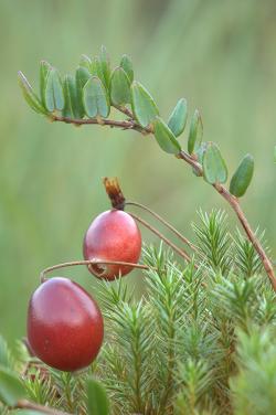 Zurawina błotna, fot. T.Przybył