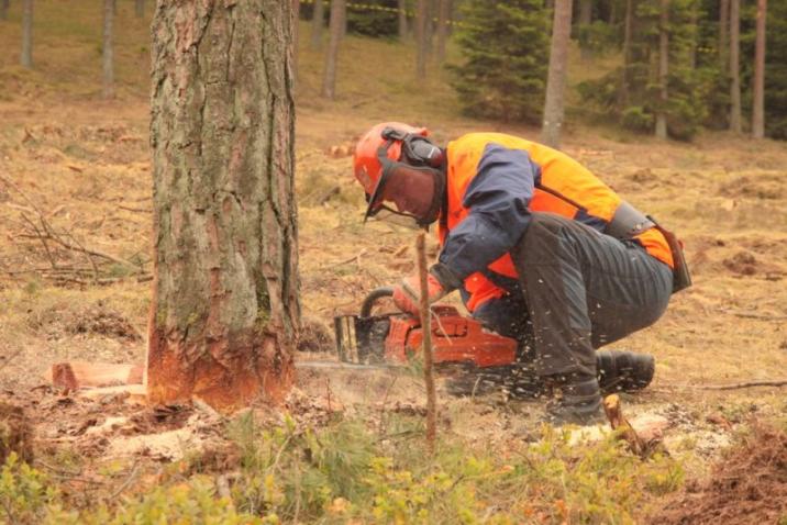Ścinka drzewa na zrębie - fot. T.Przybył